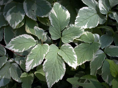 Goutweed
