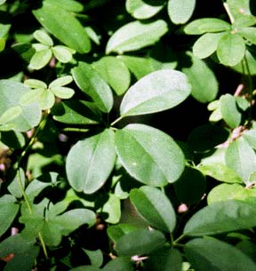 akebia quinata poisonous dogs