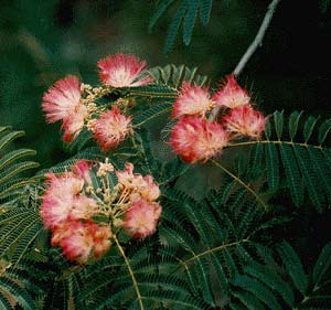 Silk Tree
