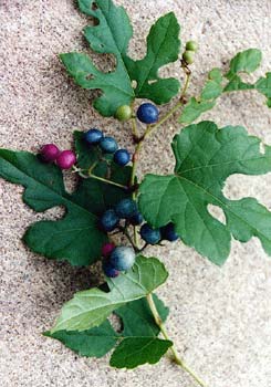 Porcelainberry Closeup