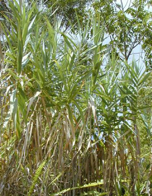 Giant reed