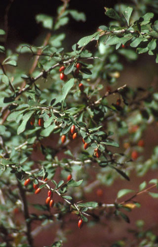 Japanese barberry