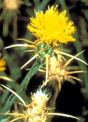 Centaurea solstitialis
