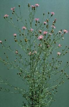 Spotted Knapweed