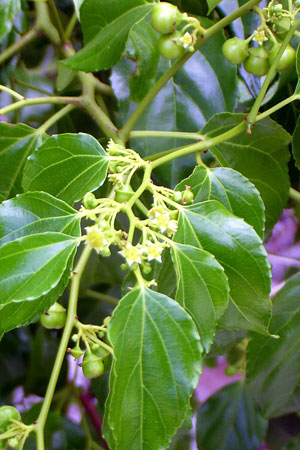 Asiatic Colubrina