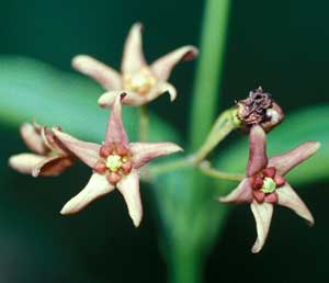Pale Swallow-wort
