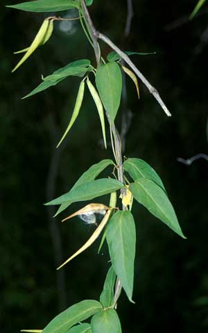 Pale Swallow-wort