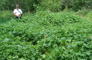 Japanese hop infestation