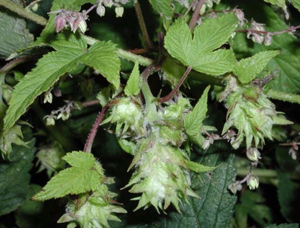 Japanese hop flowers