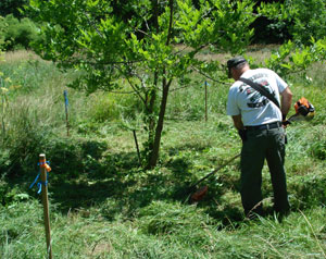 Japanese hop cutting