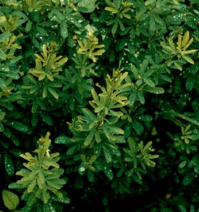 Chinese Lespedeza