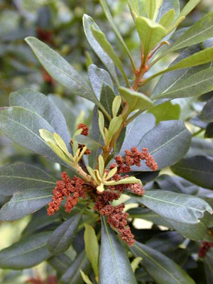 Fire Tree