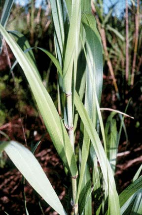 Burma Reed