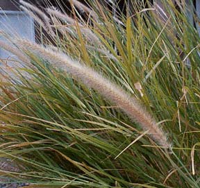 Fountain Grass