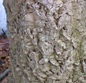 Amur corktree
