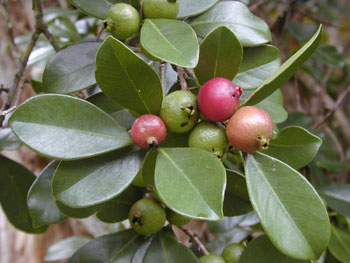 Strawberry Guava