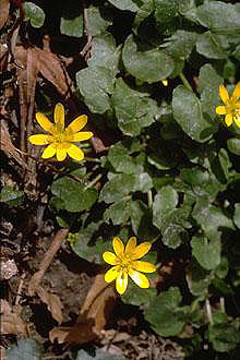 Lesser Celandine