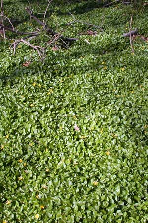 Lesser Celandine