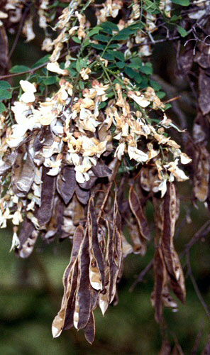 Black Locust