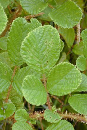 Yellow Himalayan Raspberry