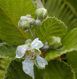 Yellow Himalayan Raspberry