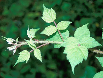Wineberry