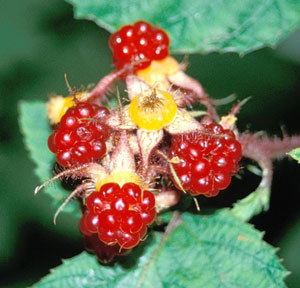 Wineberry