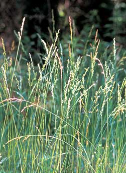 Tall fescue