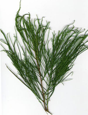 Saltcedar