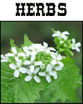 Herbs