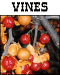 Vines