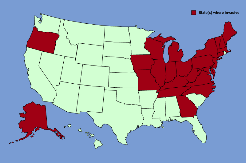 Distribution map of Alliaria petiolata