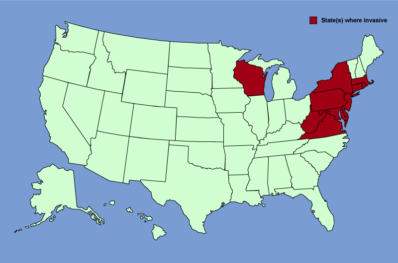 Distribution map of Ampelopsis brevipedunculata