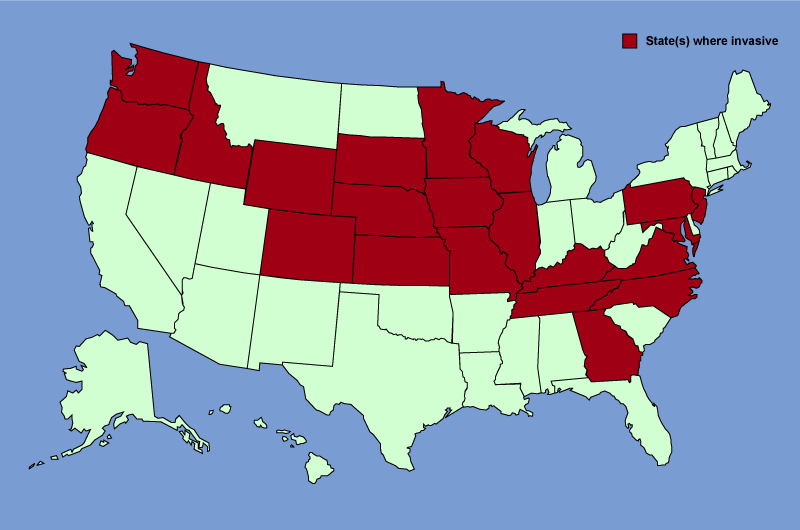 Distribution map of Carduus nutans