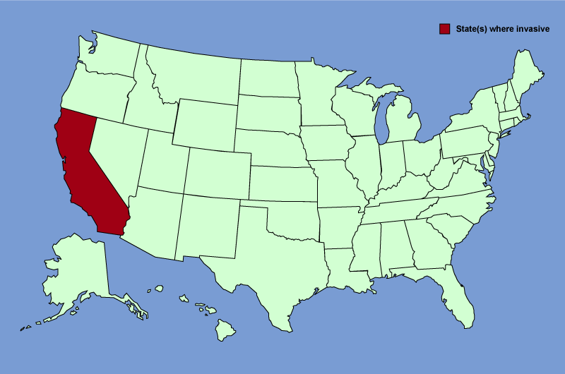 Distribution map of Centaurea solstitialis