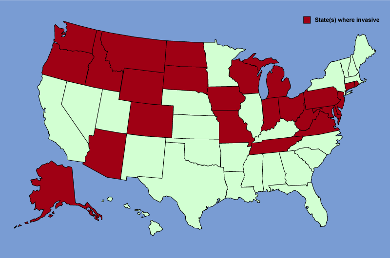 Distribution map of Cirsium arvense