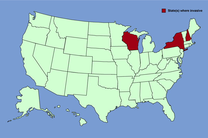 Distribution map of Cynanchum rossicum