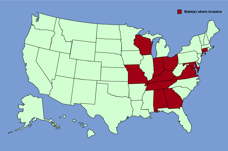 Distribution map of Euonymus fortunei