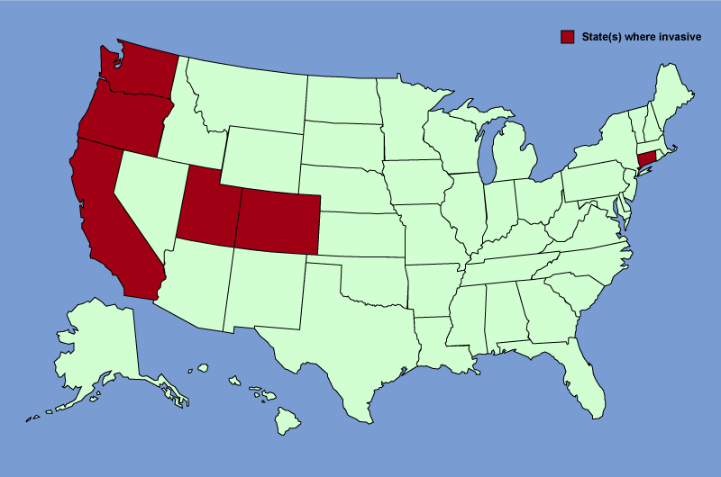 Distribution map of Lepidium latifolium