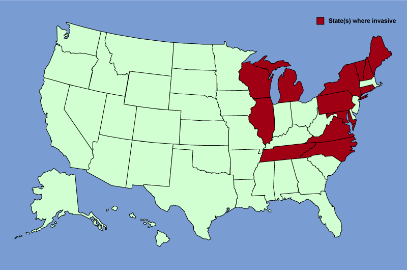 Distribution map of Lonicera x bella