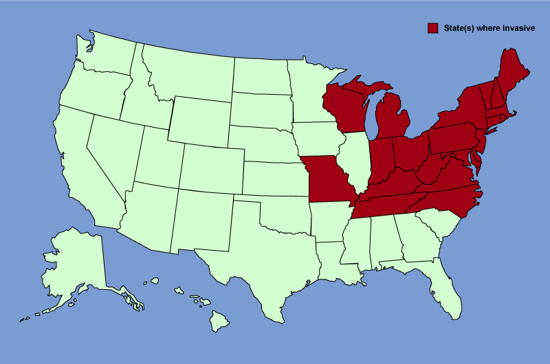 Distribution map of Lonicera morrowii