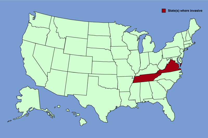 Distribution map of Lonicera fragrantissima
