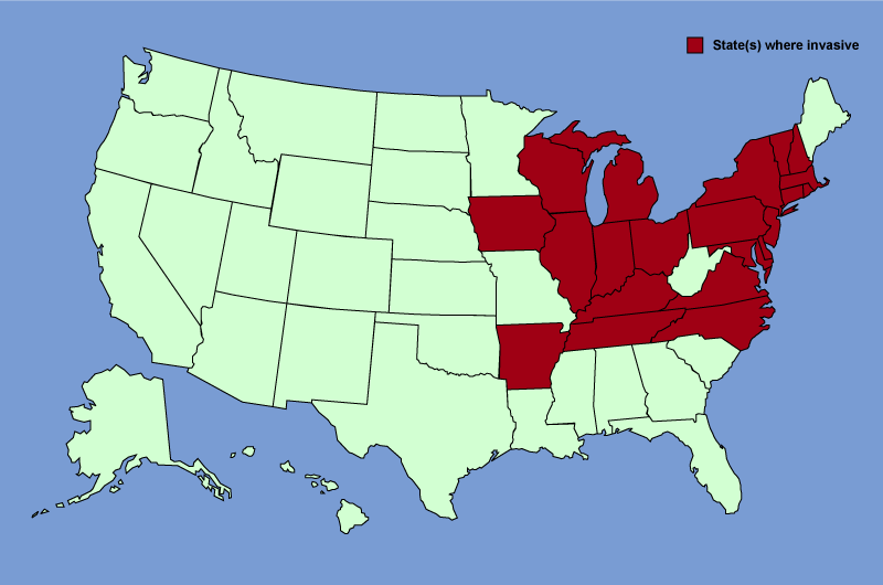 Distribution map of Lonicera tatarica