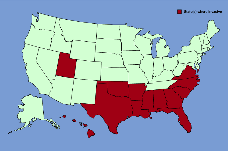 Distribution map of Melia azedarach