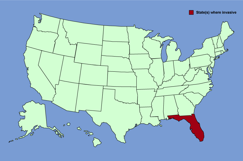 Distribution map of Neyraudia reynaudiana