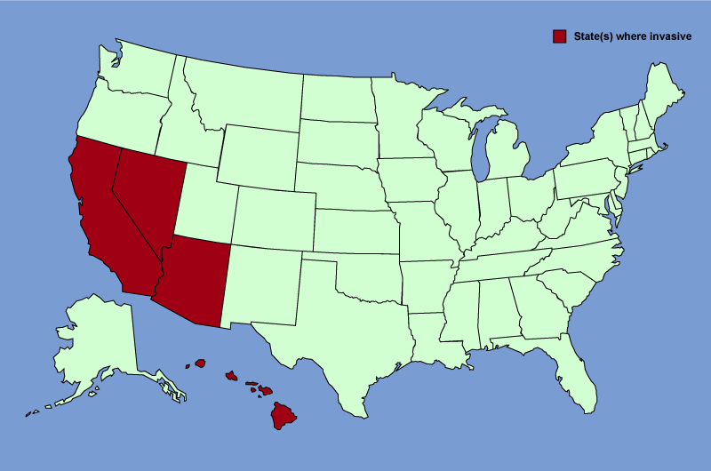 Distribution map of Pennisetum setaceum