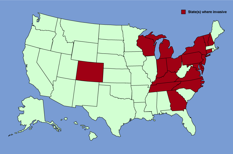 Distribution map of Phragmites australis