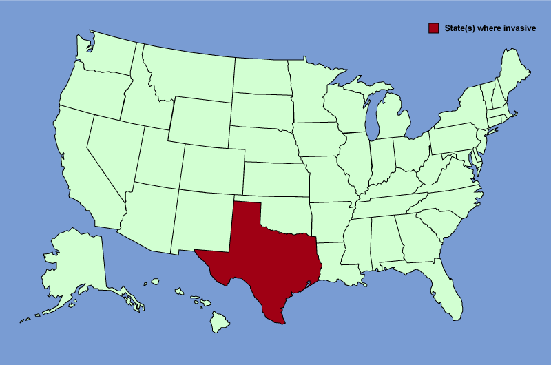 Distribution map of Rapistrum rugosum