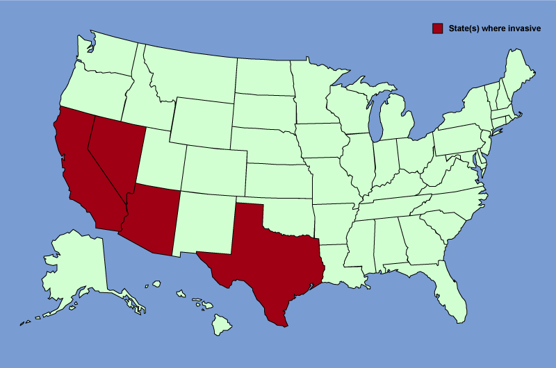 Distribution map of Tamarix aphylla
