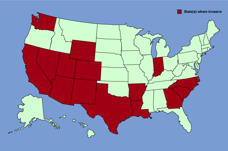 Distribution map of Tamarix gallica